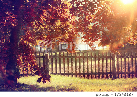 golden autumn landscape Indian summer golden autumn landscape Indian summer 17543137