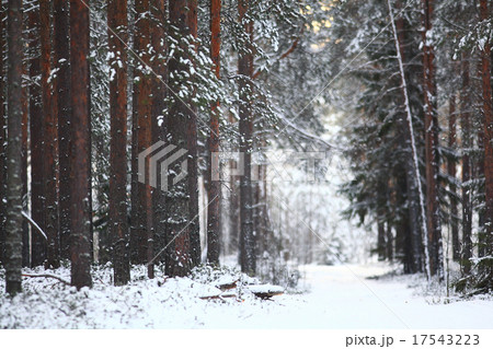 landscape snow trees dense forest in winter 17543223