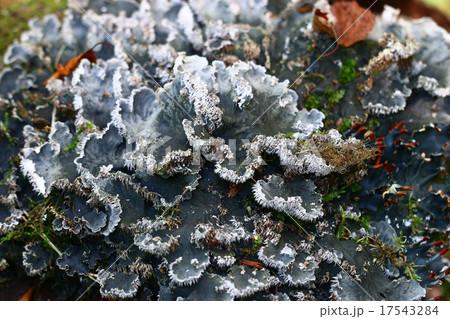 texture moss gray mold texture moss gray mold 17543284