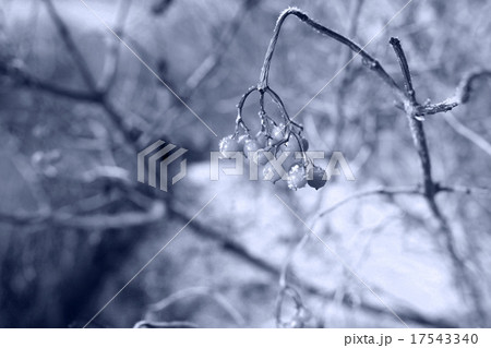 landscape winter snow forest landscape winter snow forest 17543340