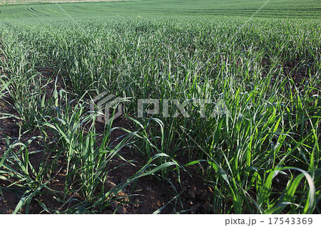green grass with dew summer background green grass with dew summer background 17543369