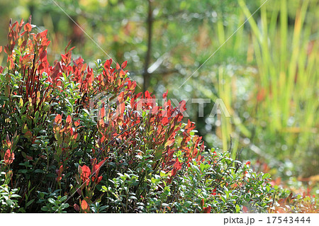 autumn leaves background leafless 17543444