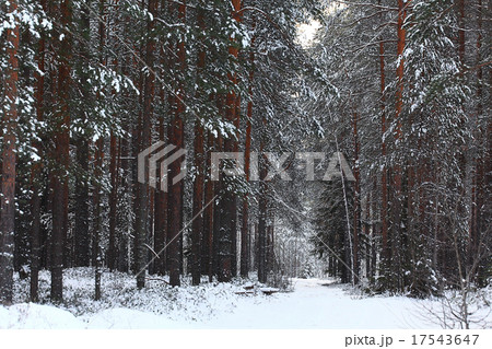 landscape snow trees dense forest in winter 17543647