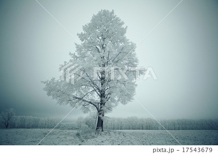 winter landscape nature without people 17543679