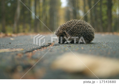 hedgehog close-up portrait hedgehog close-up portrait 17543680