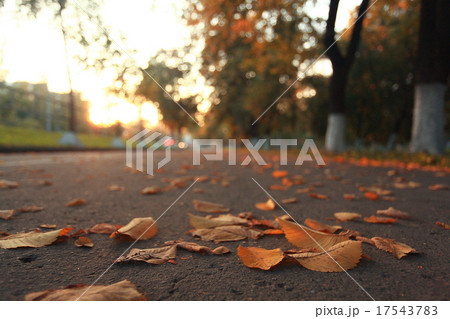 yellow leaves on an asphalt blurred urban background autumn yellow leaves on an asphalt blurred urban background autumn 17543783