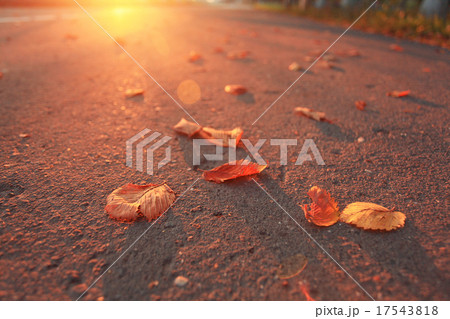 yellow leaves on an asphalt blurred urban background autumn yellow leaves on an asphalt blurred urban background autumn 17543818