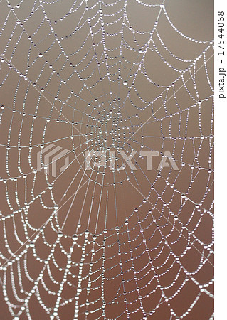 spider's web with dew drops background 17544068
