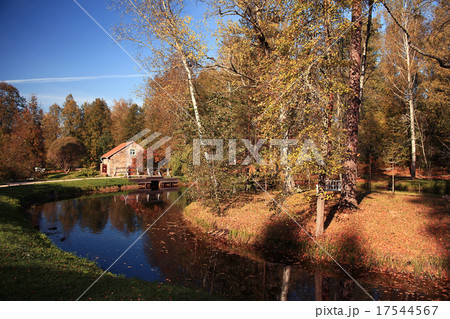 autumn park forest, landscape yellow 17544567