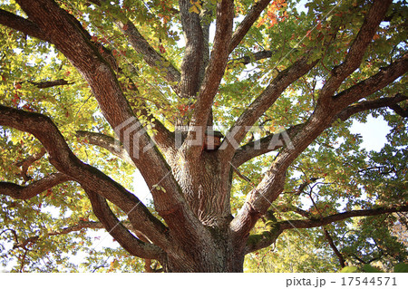 golden autumn landscape Indian summer 17544571