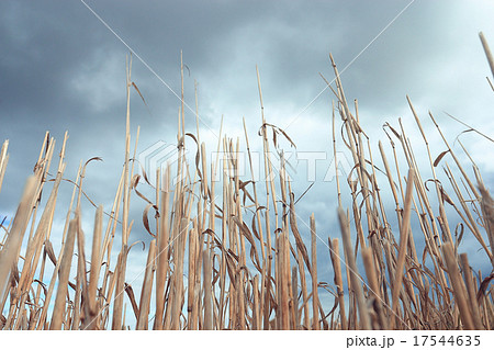 Autumn dry grass background texture 17544635