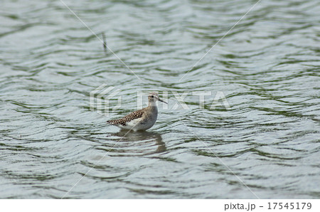 タカブシギ タカブシギ 17545179