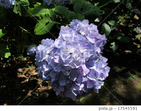 アジサイ 17545591