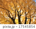 秋 17545854