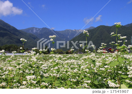 そば畑と駒ケ岳 そば畑と駒ケ岳 17545907