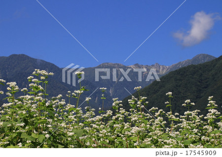 そば畑と駒ケ岳 17545909