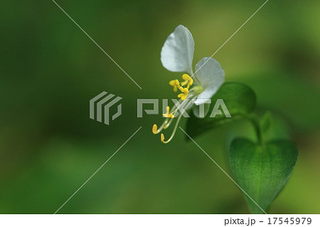 自然 植物 シロバナツユクサ、ツユクサの変種。毎年同じ場所に咲くそうです 自然 植物 シロバナツユクサ、ツユクサの変種。毎年同じ場所に咲くそうです 17545979