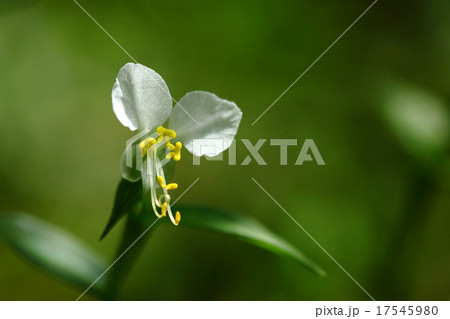 自然　植物　シロバナツユクサ、ツユクサの変種。青いツユクサの中にぽつぽつ咲いていました 17545980