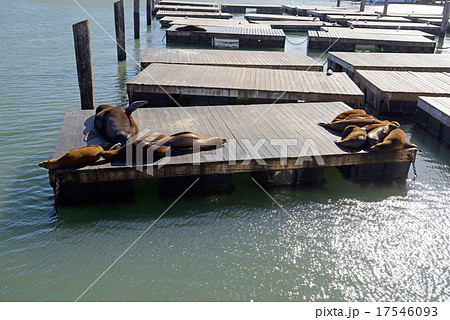 アメリカ　サンフランシスコ　ピア39 17546093