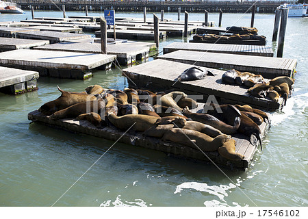 アメリカ　サンフランシスコ　ピア39 17546102