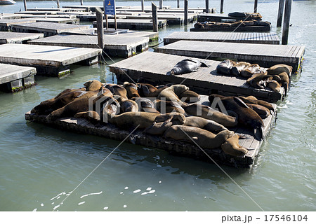 アメリカ サンフランシスコ ピア39 アメリカ サンフランシスコ ピア39 17546104