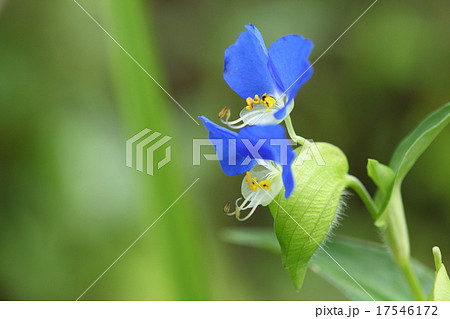 自然　植物　ツユクサ、二輪（段）咲きです。通常順々に開花する蕾が二個同時に開花したらしいです② 17546172