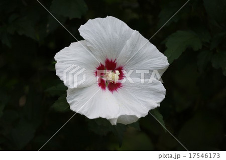 ムクゲの花。 17546173