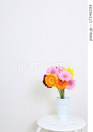 ガーベラ 17546294