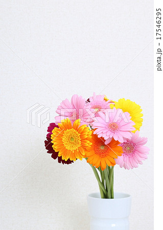 ガーベラ 17546295