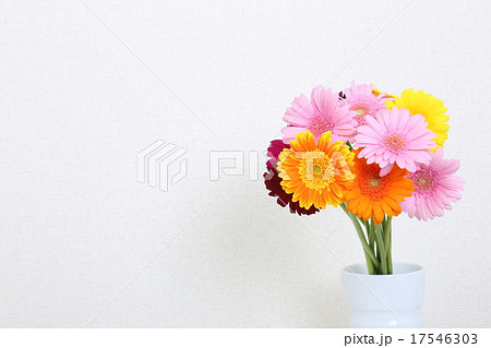 ガーベラ ガーベラ 17546303