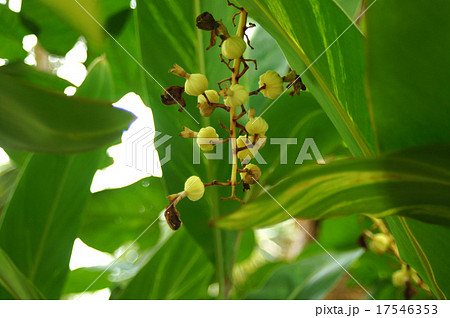 キフゲットウ 17546353