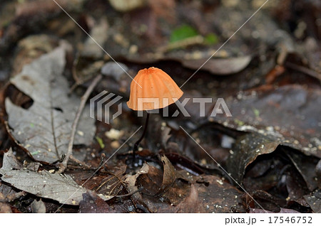 ハナオチバタケ ハナオチバタケ 17546752