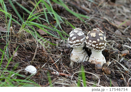 テングタケ テングタケ 17546754