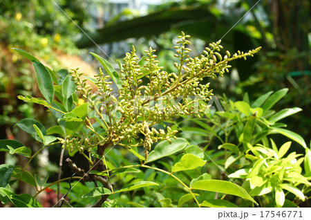 サッコウフジの蕾 サッコウフジの蕾 17546771