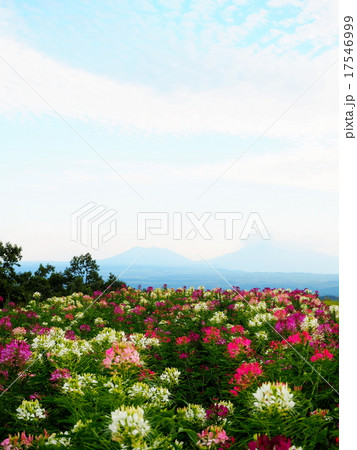 クレオメ クレオメ 17546999