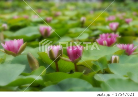 ソフトフォーカスで水蓮 ソフトフォーカスで水蓮 17547021