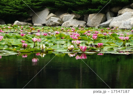 鵜の岬の池 鵜の岬の池 17547187