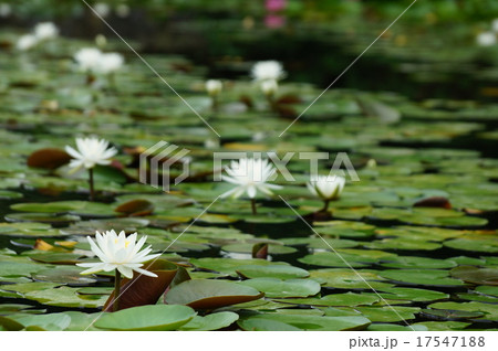 白い水蓮 白い水蓮 17547188