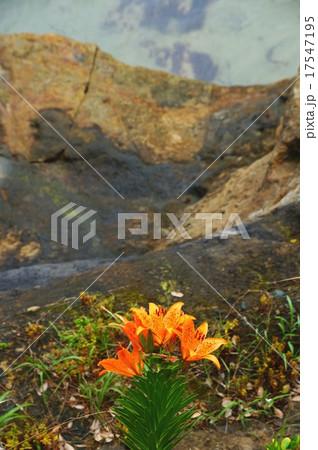 崖のすかしゆり 17547195