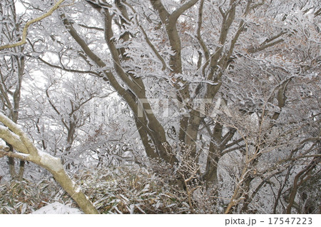 脊振山系の樹氷 17547223