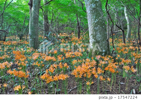 キツネノカミソリ 17547224