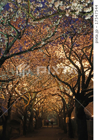 雨の夜桜 17547544