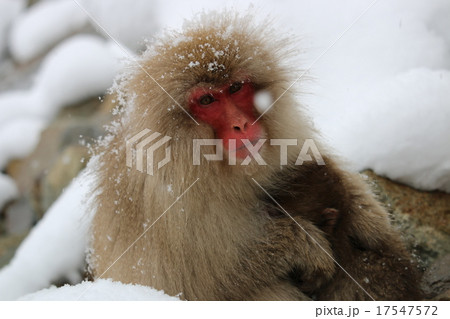 親子猿 17547572