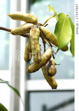 インガ・ウルグネンシス 17547667