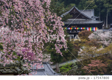 奈良 雨降る桜の長谷寺 奈良 雨降る桜の長谷寺 17547800