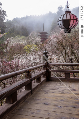 奈良　雨降る桜の長谷寺 17547801
