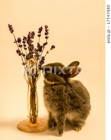 ネザーランドドワーフ 17547880