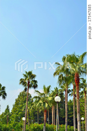 南国イメージ 17547885