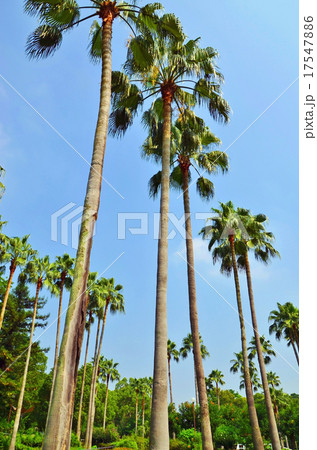南国イメージ 17547886