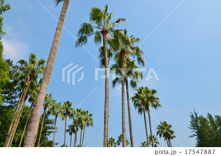 南国イメージ 17547887